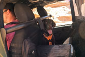Co dog